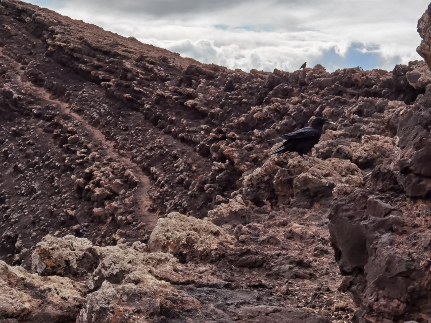 Corvo Nero Calderon Hondo Fuerteventura